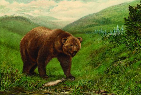 California grizzly bear California Grizzly Bear Facts Habitat Pictures and Diet Extinct