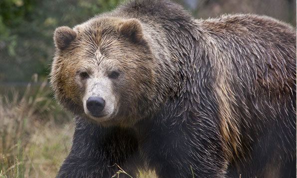 California grizzly bear Grizzly Bears to RETURN to California SnowBrains