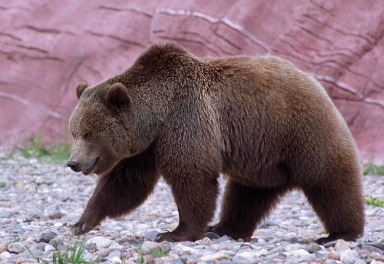 California grizzly bear 1000 images about California Grizzly on Pinterest Donald o39connor