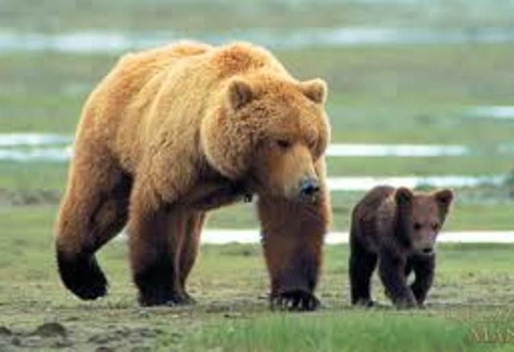 California grizzly bear Grizzly Bear California39s Olden Golden Days