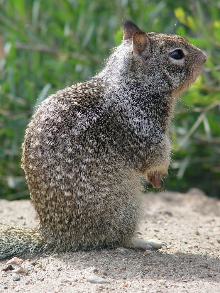 California ground squirrel httpsuploadwikimediaorgwikipediacommonsaa