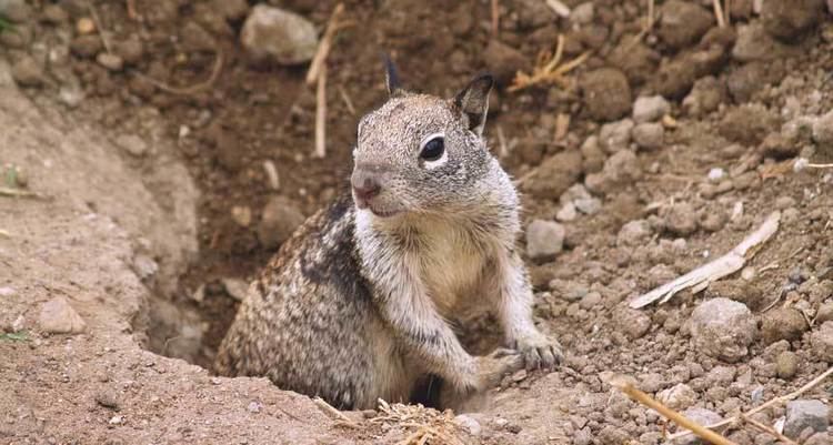 California ground squirrel Why ground squirrels go ninja over nothing Science News