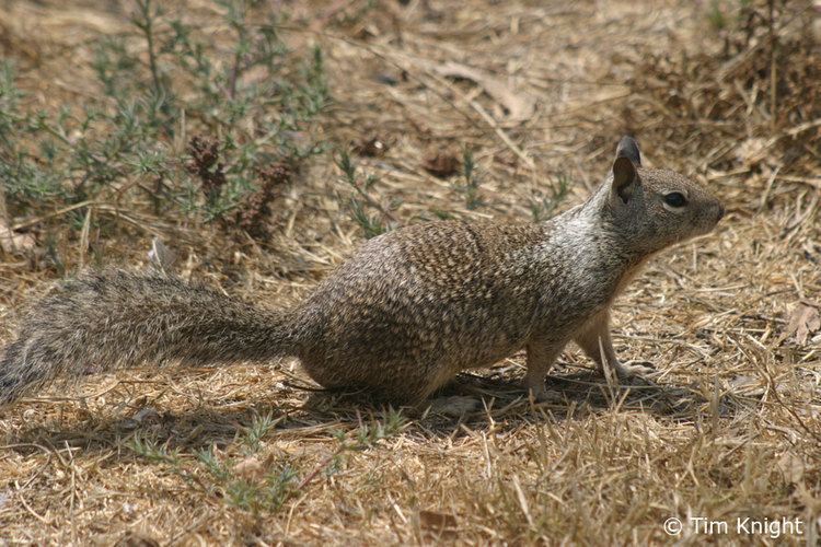 California ground squirrel California Ground Squirrel Facts NatureMapping