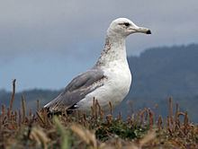 California gull httpsuploadwikimediaorgwikipediacommonsthu