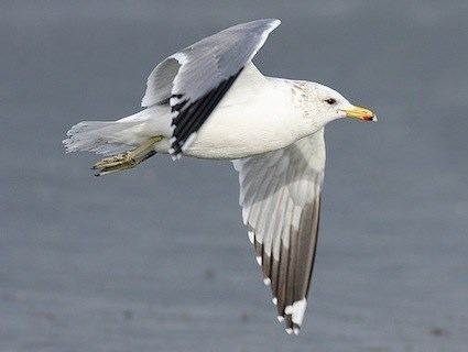 California gull California Gull Identification All About Birds Cornell Lab of