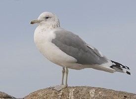 California gull California Gull Identification All About Birds Cornell Lab of