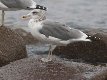 California gull California Gull Identification All About Birds Cornell Lab of