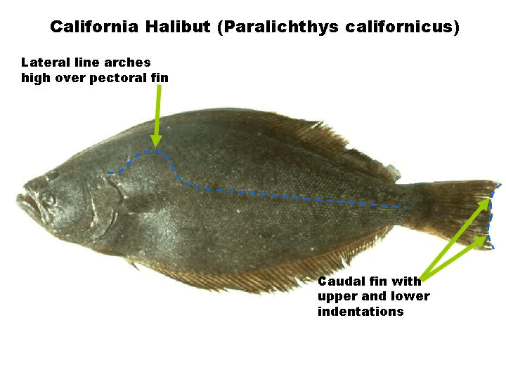 California halibut ODFW Sport Pacific Halibut FAQ