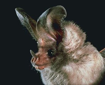 California leaf-nosed bat The California Leafnosed Bat Mariel Delgado CSUF Desert Ecology