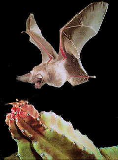 California leaf-nosed bat homeearthlinknetcmsquarecalleafjpg
