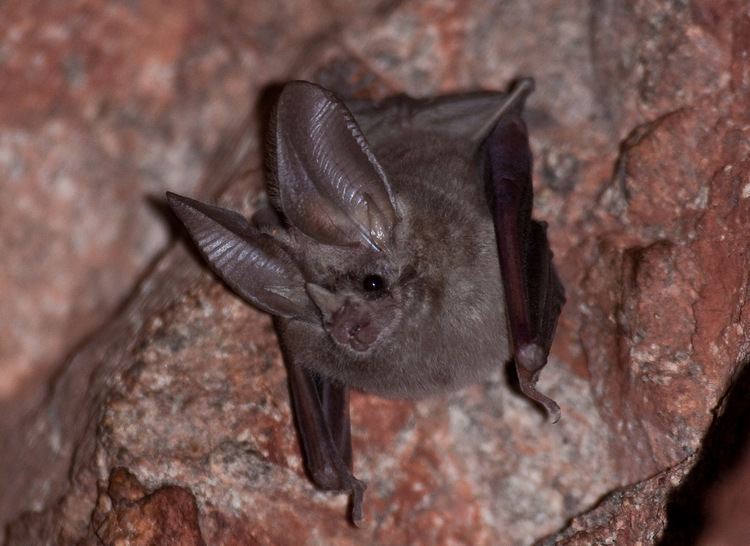California leaf-nosed bat California Leaf Nosed Bat Macrotus californicus enwikip Flickr