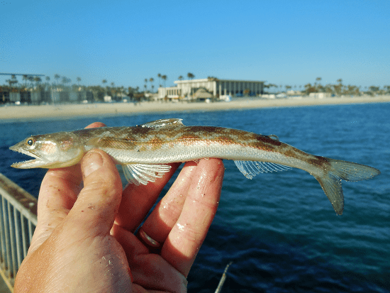 California lizardfish Please add California Lizardfish Synodus lucioceps roughfishcom