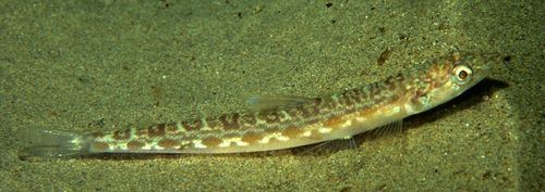 California lizardfish Kelpscape Return of the Lizardfish