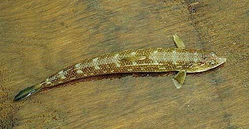 California lizardfish California Lizardfish pictures and species identification