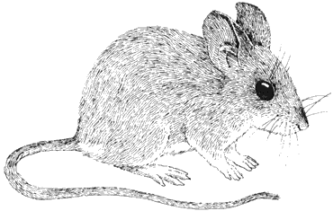 California mouse M116gif
