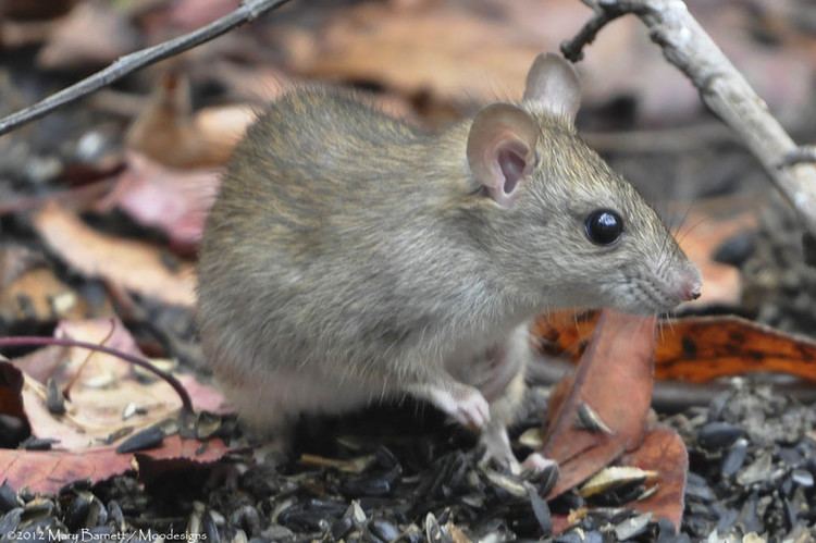 California mouse California Mouse by actual Photo Weather Underground