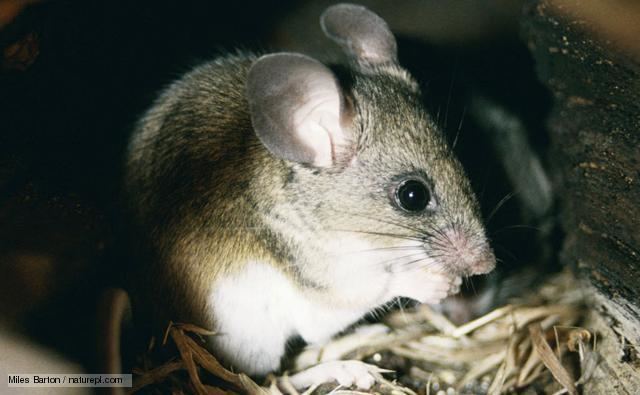 California mouse BBC Nature California mouse videos news and facts