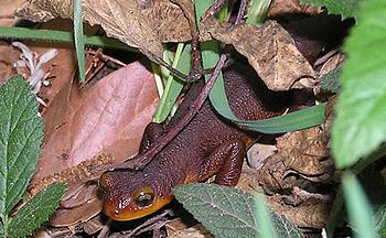 California newt California newt Wikipedia