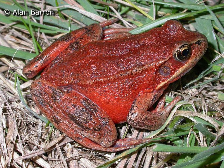 California red-legged frog Northern Redlegged Frog Rana aurora