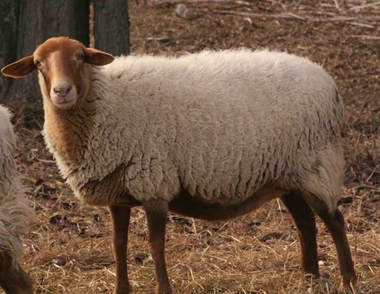 California Red (sheep) MT Acres breeding stock of California Red Sheep we have several