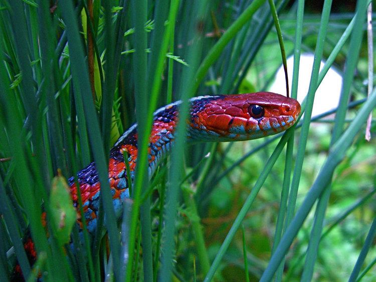 California red-sided garter snake Thamnophis sirtalis infernalis California Redsided Garte Flickr