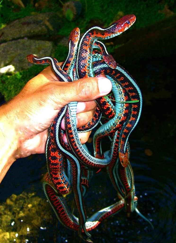 California red-sided garter snake Mating ball Thamnophis sirtalis infernalis California Re Flickr