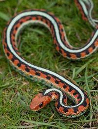 California red-sided garter snake California RedSided Gartersnake Snake Facts