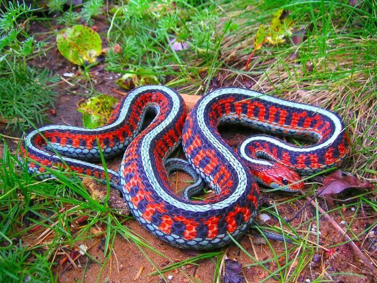 California red-sided garter snake California RedSided Garter Snake Coniferous Forest
