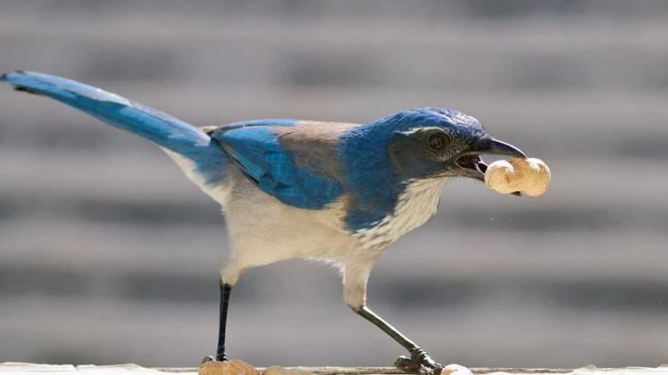California scrub jay California Has Two New Bird Species One39s in Your Yard Right Now