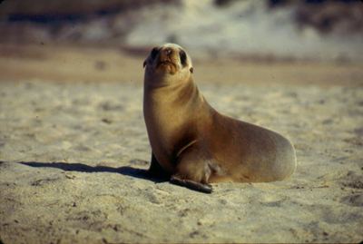 California sea lion California Sea Lion ltemgt Zalophus californianusltemgt NOAA Fisheries