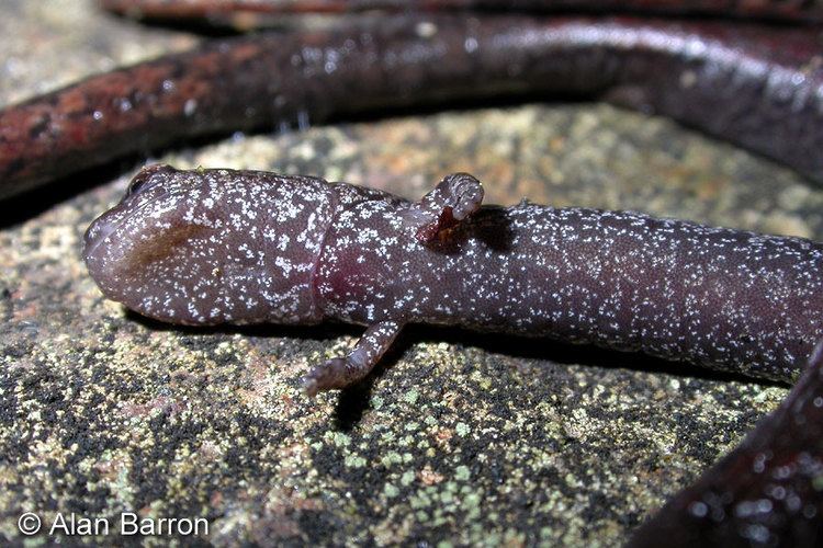 California slender salamander California Slender Salamander Batrachoseps attenuatus
