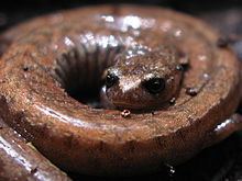 California slender salamander httpsuploadwikimediaorgwikipediacommonsthu