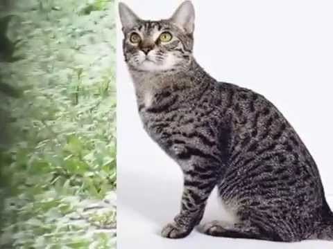 California Spangled Gato california spangled YouTube