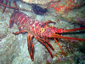 California spiny lobster Invertebrates of Interest California Spiny Lobster