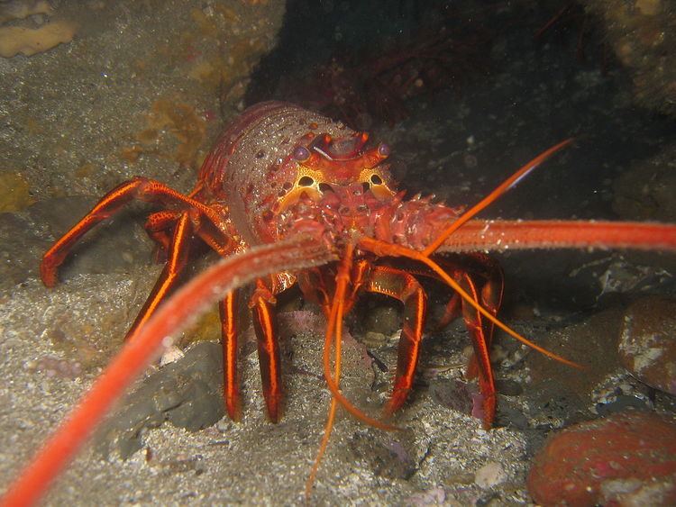 California spiny lobster httpsuploadwikimediaorgwikipediacommonsthu