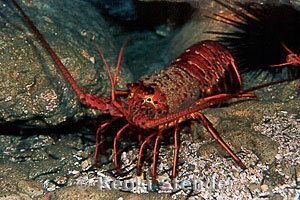 California spiny lobster California Spiny Lobster Panulirus interruptus