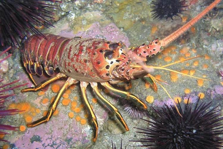 California spiny lobster California Spiny Lobster Channel Islands National Park US