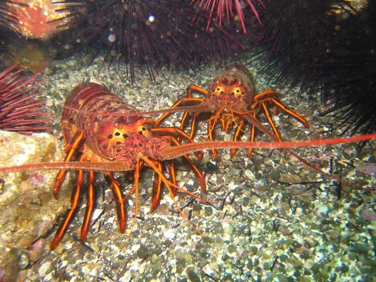 California spiny lobster spiny lobster CDFW News