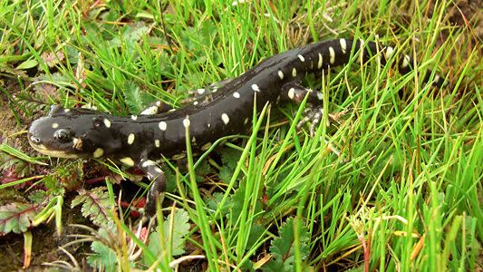 California tiger salamander Recovery Plan for California Tiger Salamander Calls for Protection
