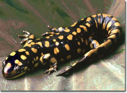 California tiger salamander California Tiger Salamander