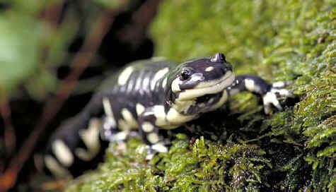 California tiger salamander California Tiger Salamander Protected An All Creatures Animal