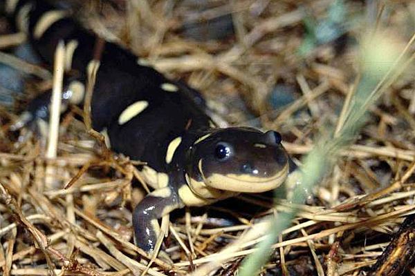 California tiger salamander Winemakers businesspeople at odds with wildlife officials over