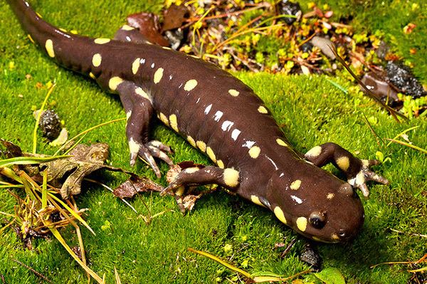 California tiger salamander Stanford moving ahead with 50year conservation plan