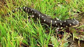 California tiger salamander httpsuploadwikimediaorgwikipediacommonsthu
