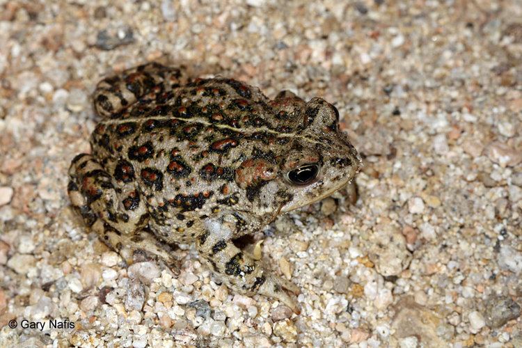 California toad wwwcaliforniaherpscomfrogsimagesbbhalophiluss