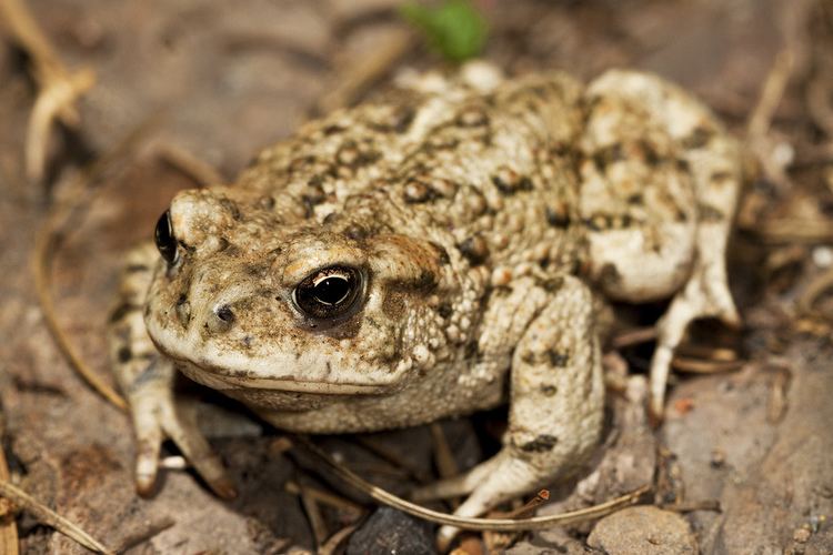 California toad California Toad Bufo boreas halophilus Natalie McNear Flickr