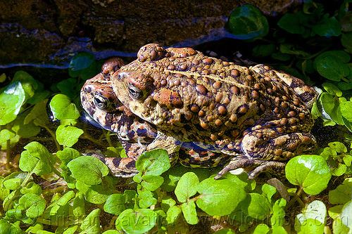 California toad mating toads anaxyrus boreas halophilus