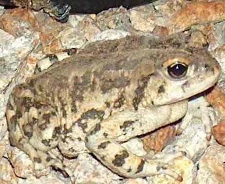 California toad Anaxyrus boreas halophilus California Toad