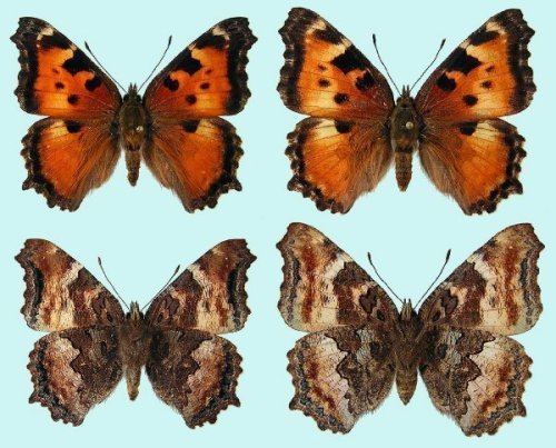 California tortoiseshell California Tortoiseshell Raising ButterfliesHow to find and care