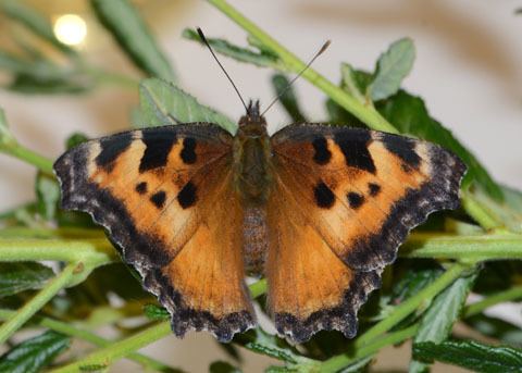 California tortoiseshell California Tortoiseshell Butterfly Nymphalis californica